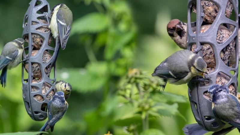 Singing Friend SAM bird feeder